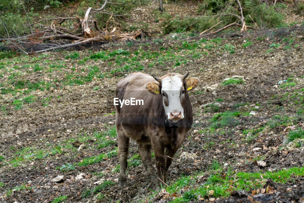 Portrait of cow standing on field