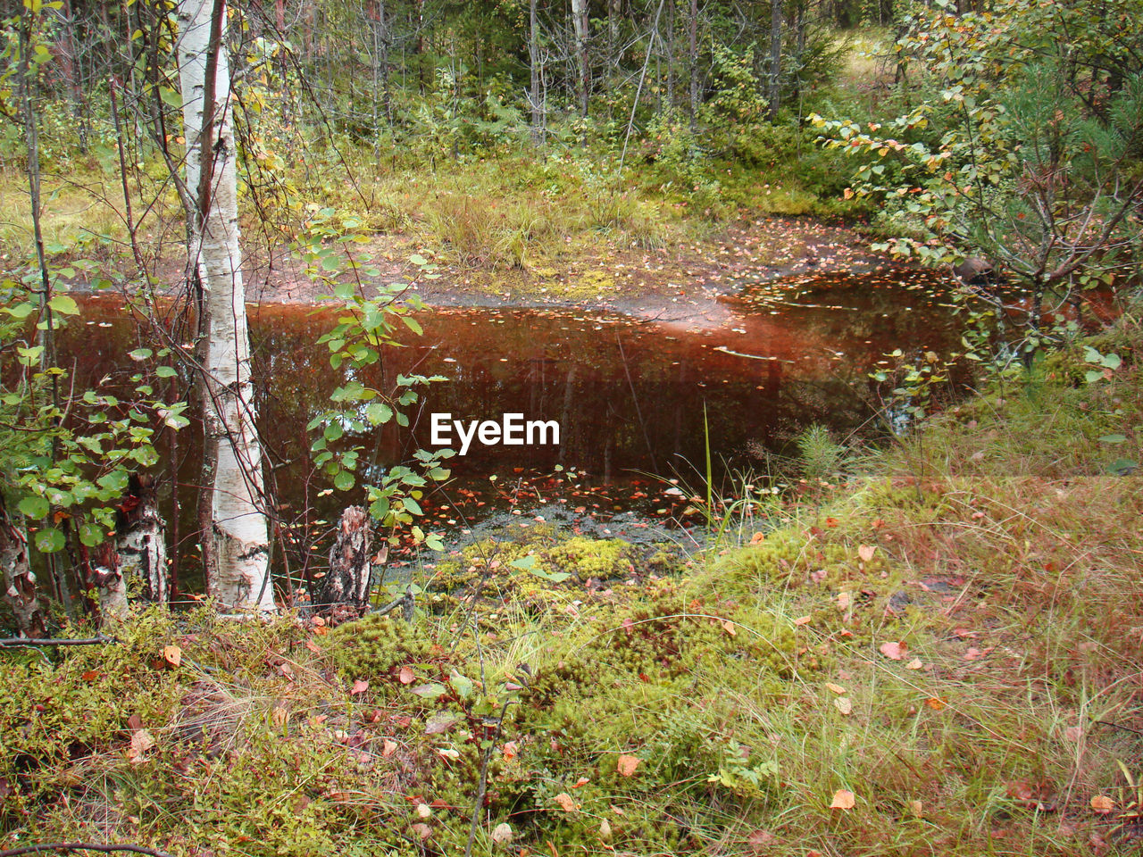 VIEW OF TREES IN FOREST