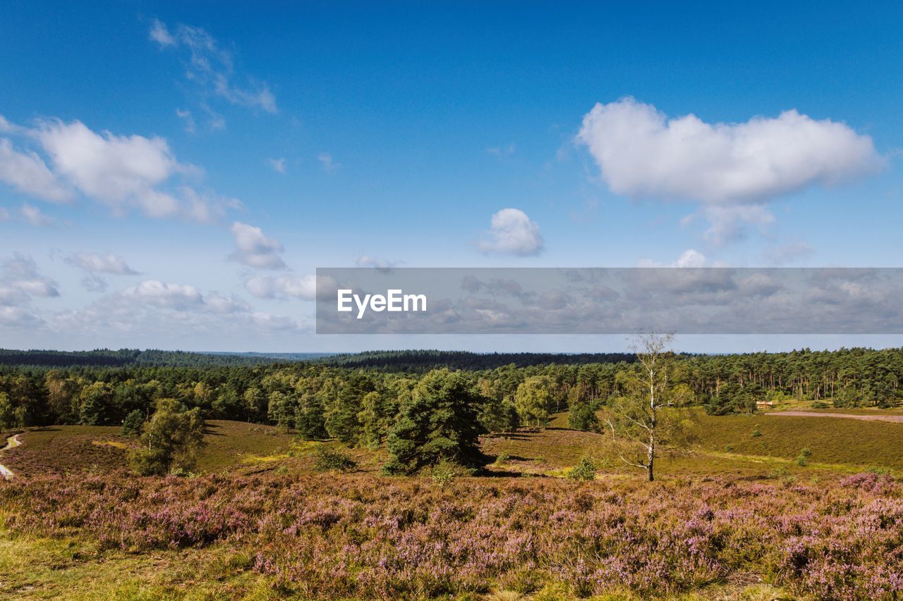 landscape, sky, nature, environment, plant, cloud, land, hill, natural environment, scenics - nature, grass, horizon, grassland, beauty in nature, field, rural area, tree, prairie, meadow, no people, tranquility, wilderness, tranquil scene, plateau, blue, plain, rural scene, flower, day, outdoors, non-urban scene, growth, agriculture, travel, pasture, travel destinations