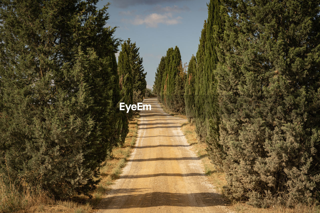 Footpath amidst trees in forest against sky