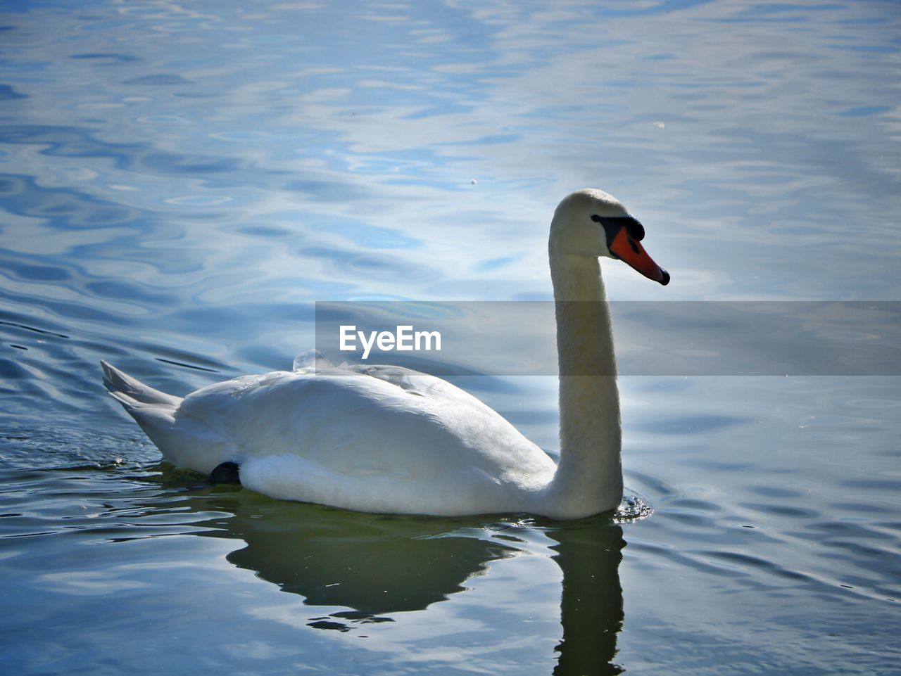 Close-up of swan swimming on lake