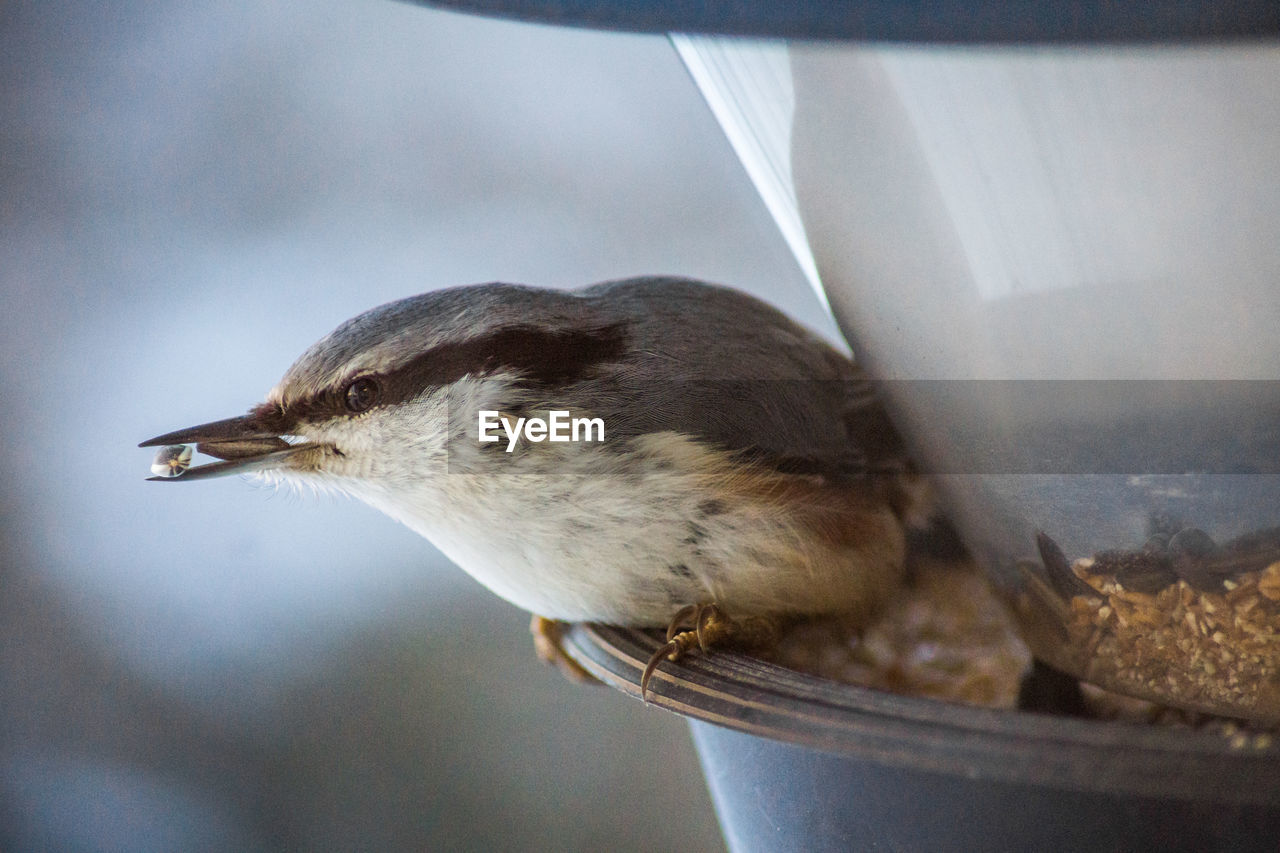 Close-up of bird eating seeds from feeder