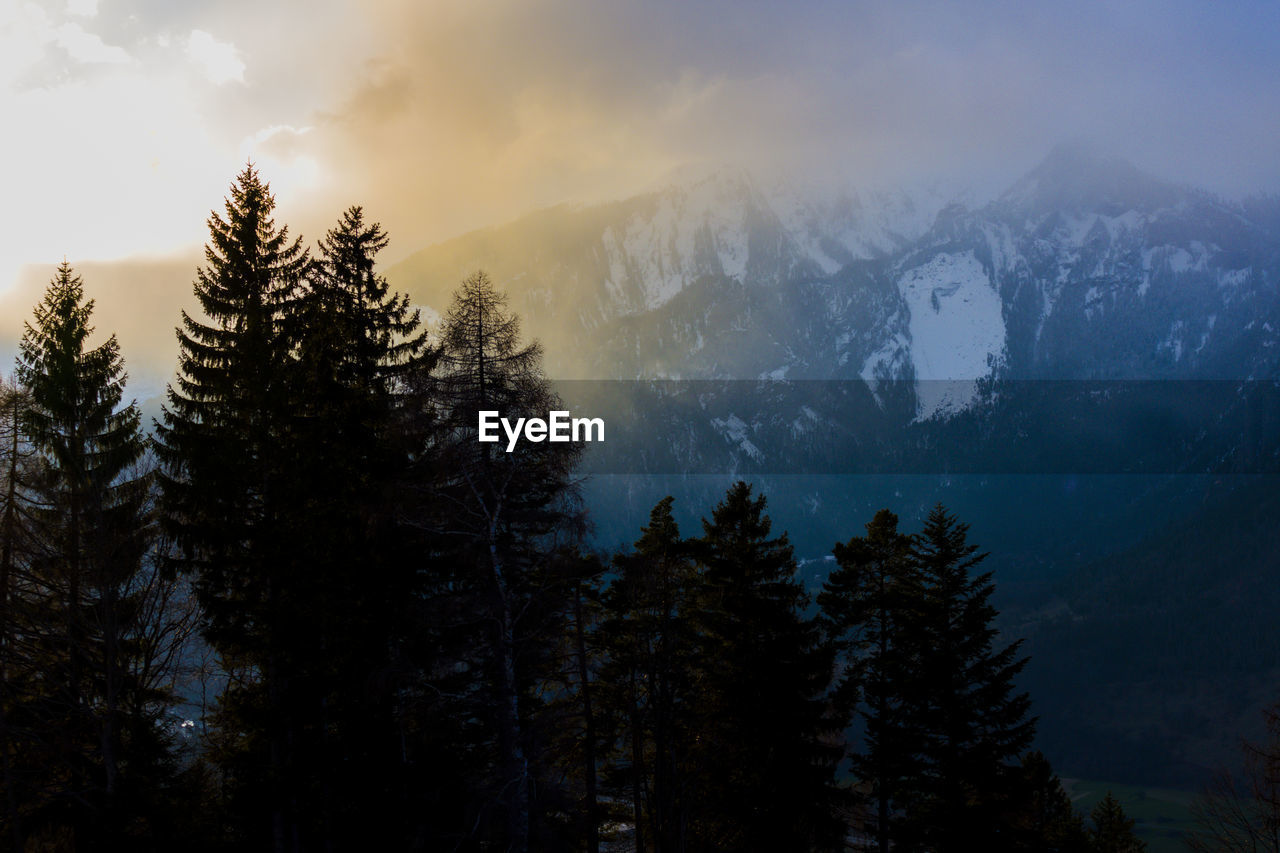 Pine trees on snowcapped mountains against sky