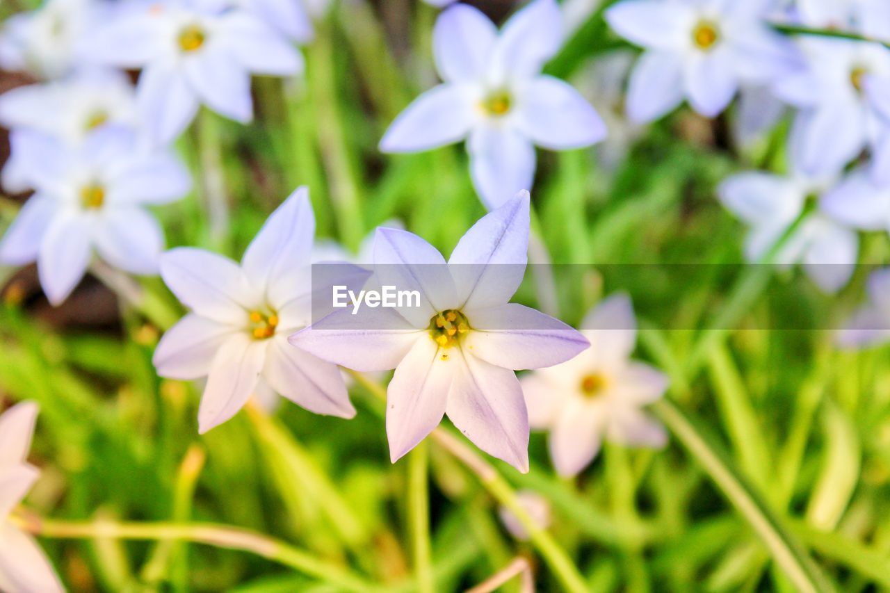 flower, flowering plant, plant, freshness, beauty in nature, fragility, close-up, petal, growth, flower head, nature, inflorescence, white, macro photography, no people, focus on foreground, day, springtime, yellow, wildflower, outdoors, blossom, meadow, pollen, botany, grass