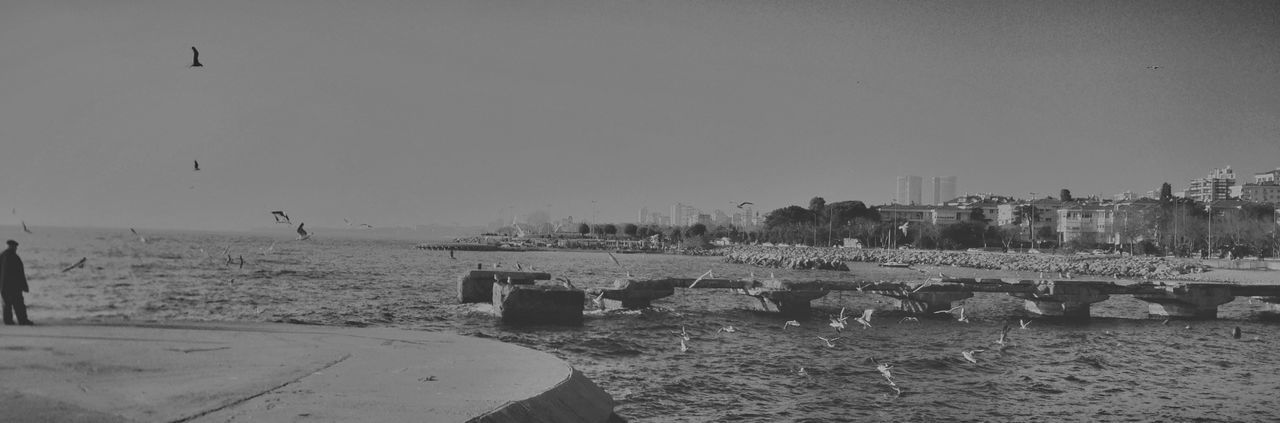 Panoramic shot of birds flying over sea