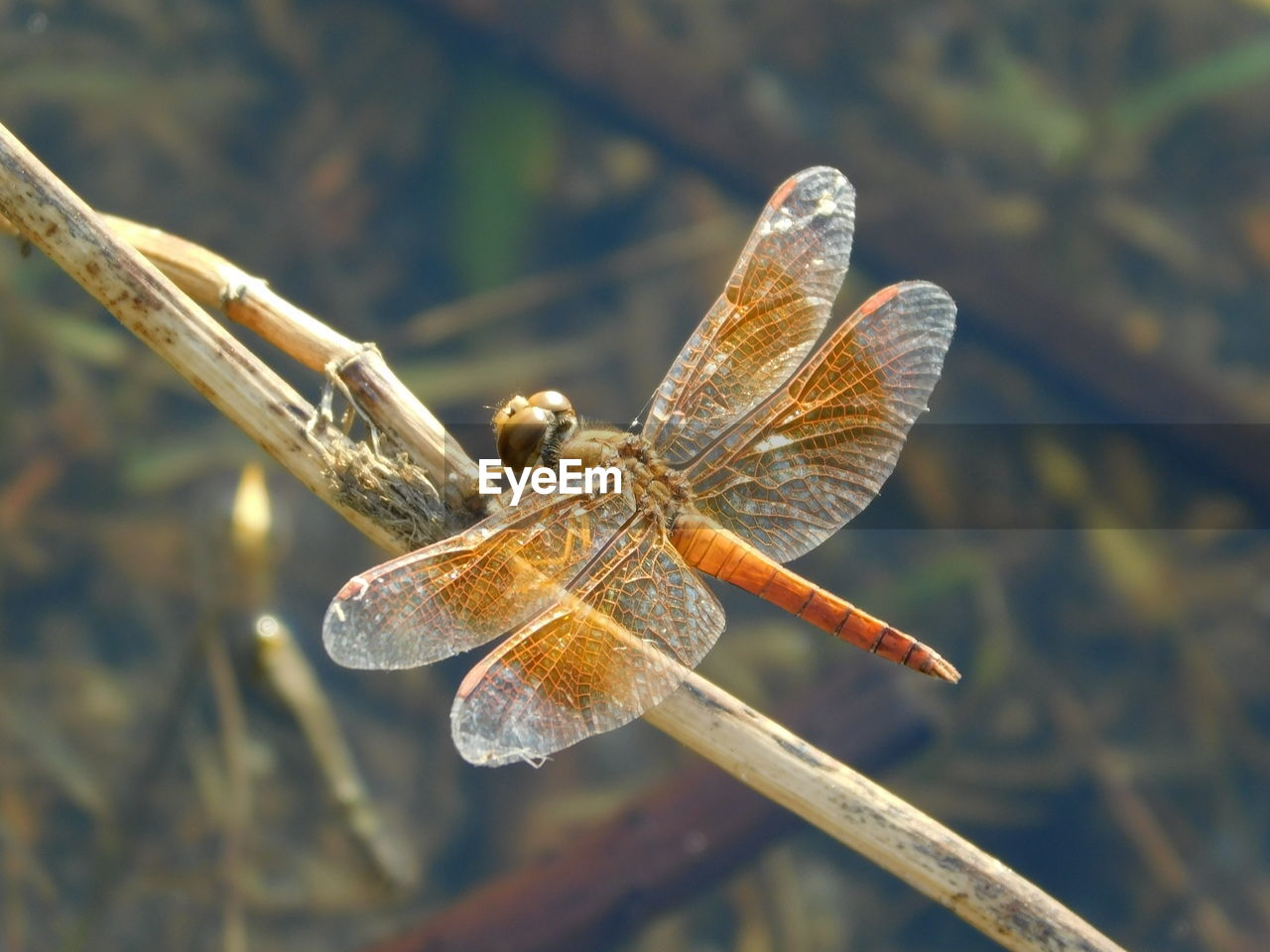 CLOSE-UP OF DRAGONFLY ON PLANT