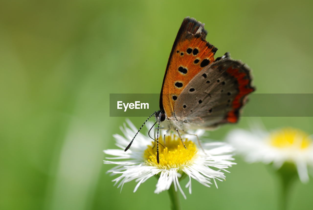 Close-up of butterfly pollinating on flower