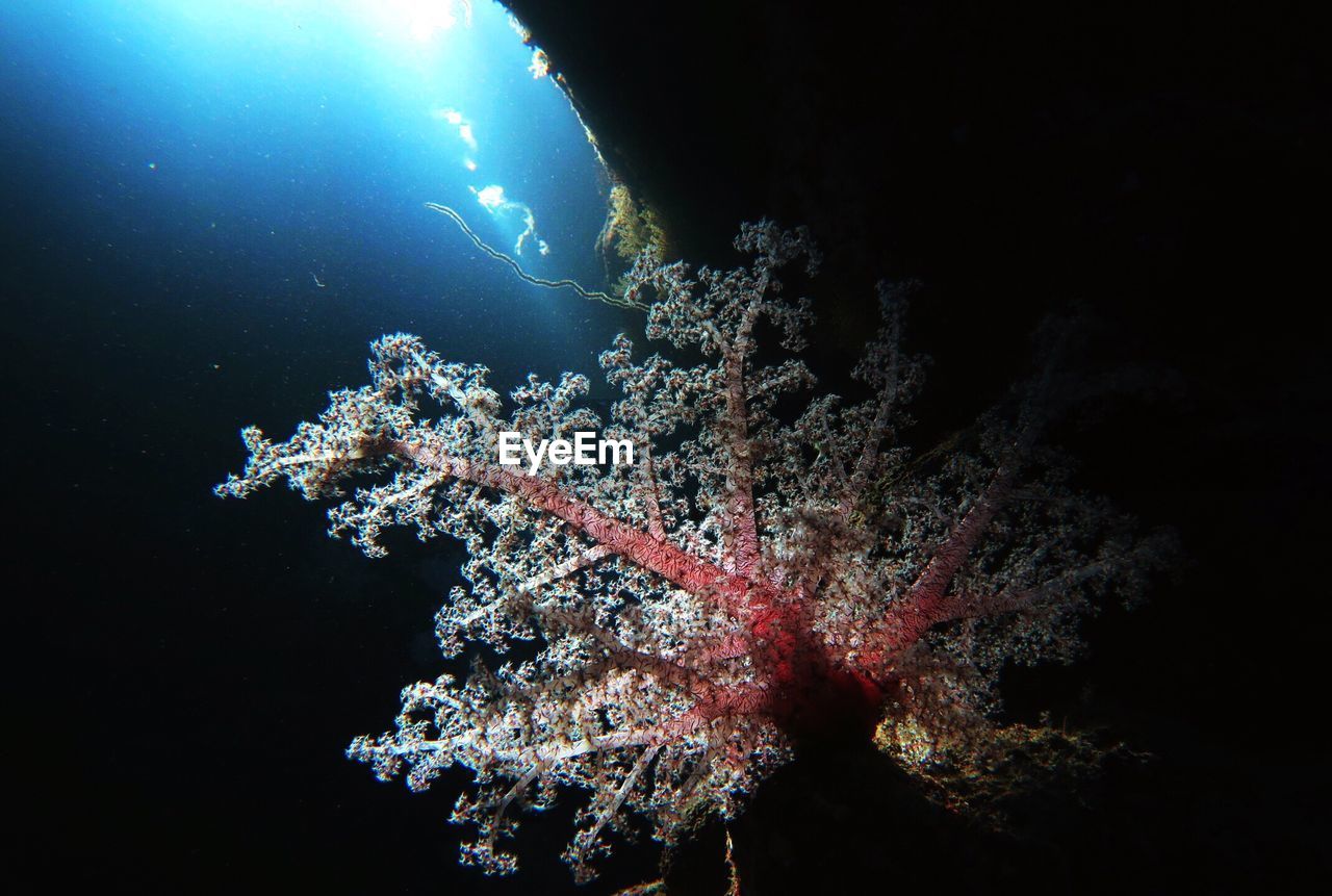 Low angle view of soft coral growing in sea