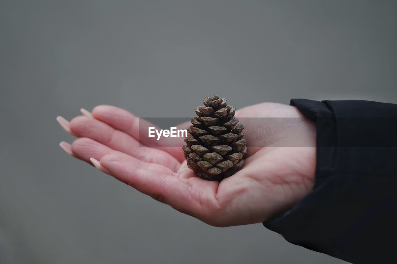 Close-up of woman hand holding pine cone against gray background