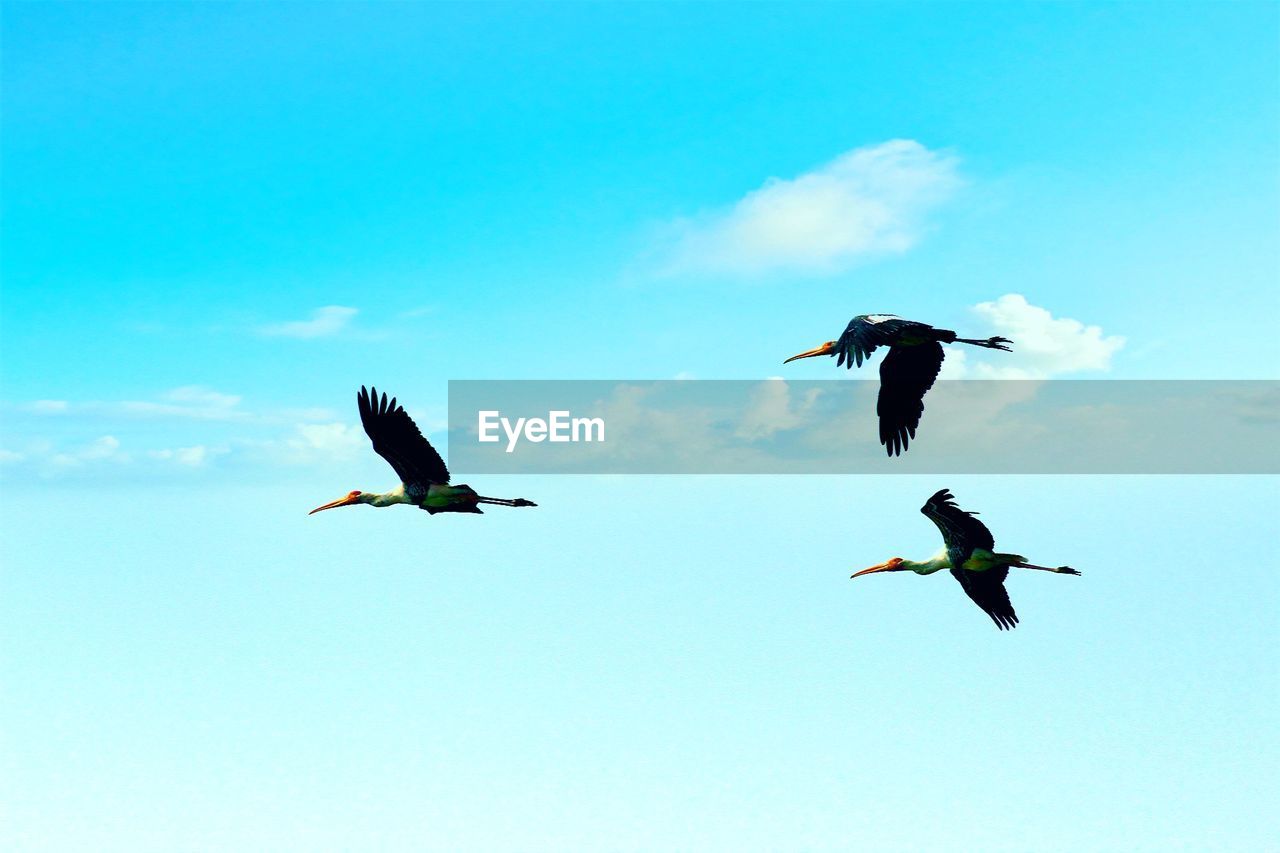 Low angle view of birds flying against sky