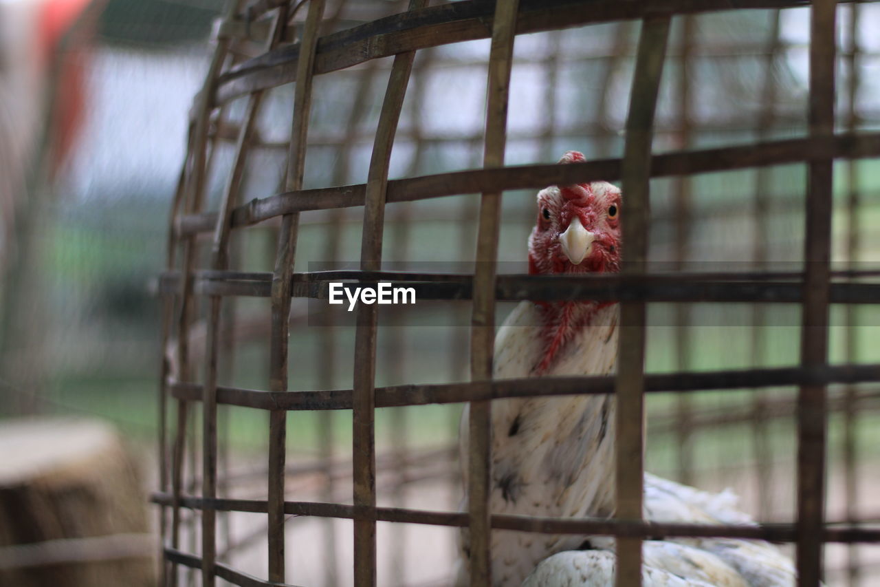 View of bird in cage