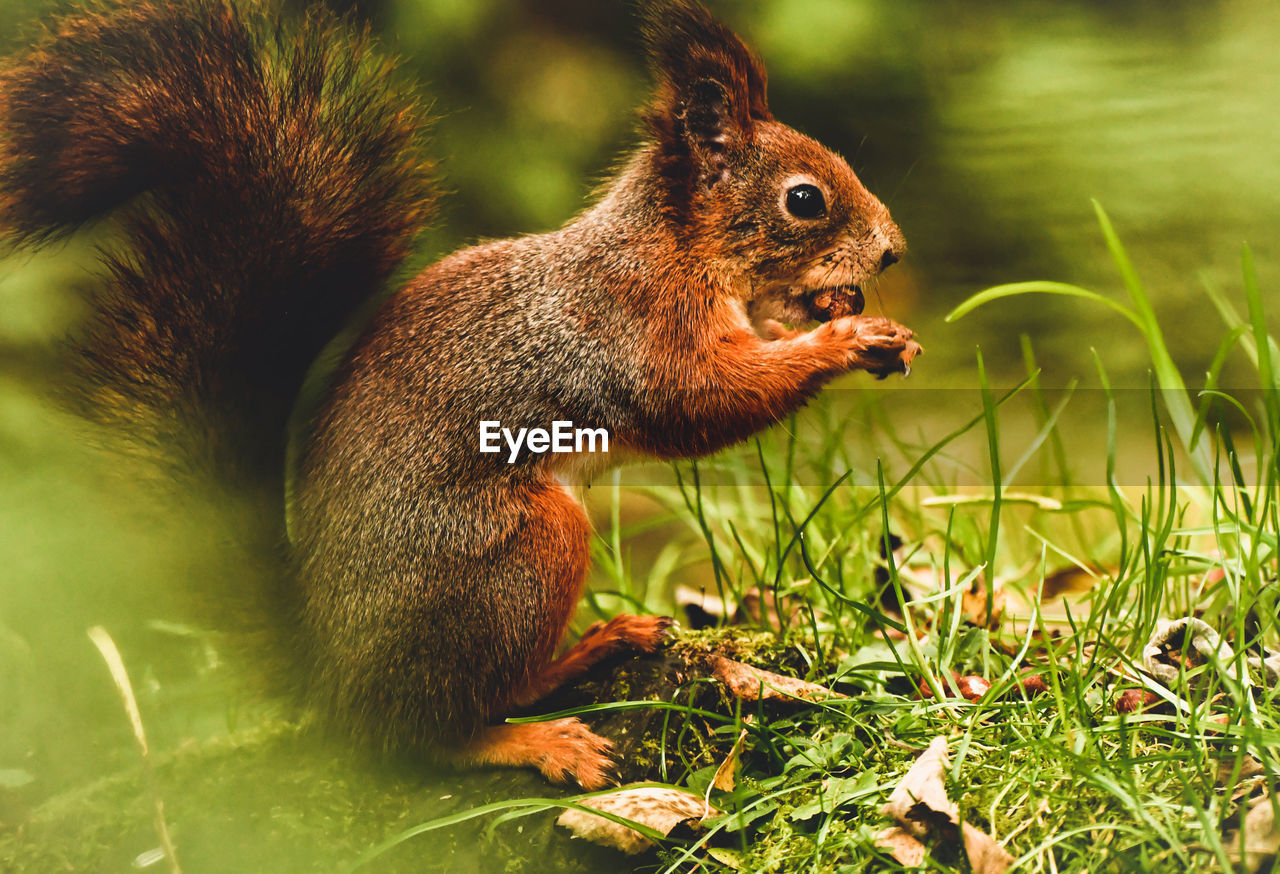 squirrel on field