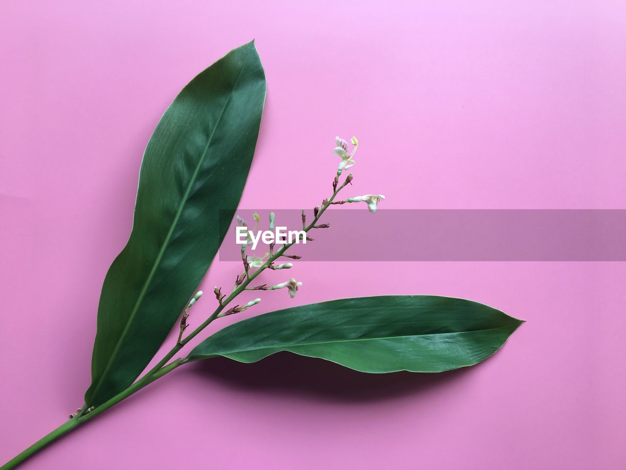 CLOSE-UP OF GREEN PLANT AGAINST PINK BACKGROUND