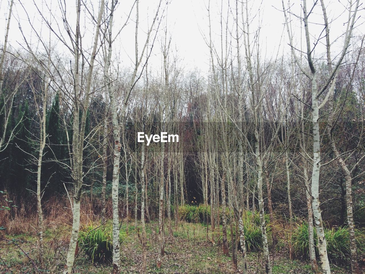 Bare trees in forest against sky