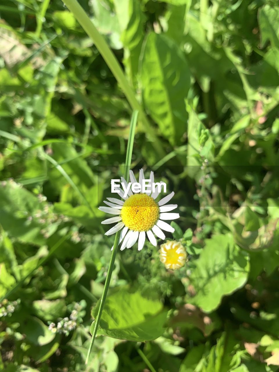 plant, flower, flowering plant, freshness, beauty in nature, growth, fragility, flower head, nature, green, plant part, inflorescence, leaf, petal, close-up, meadow, yellow, wildflower, no people, day, field, focus on foreground, outdoors, pollen, daisy, botany, sunlight, white