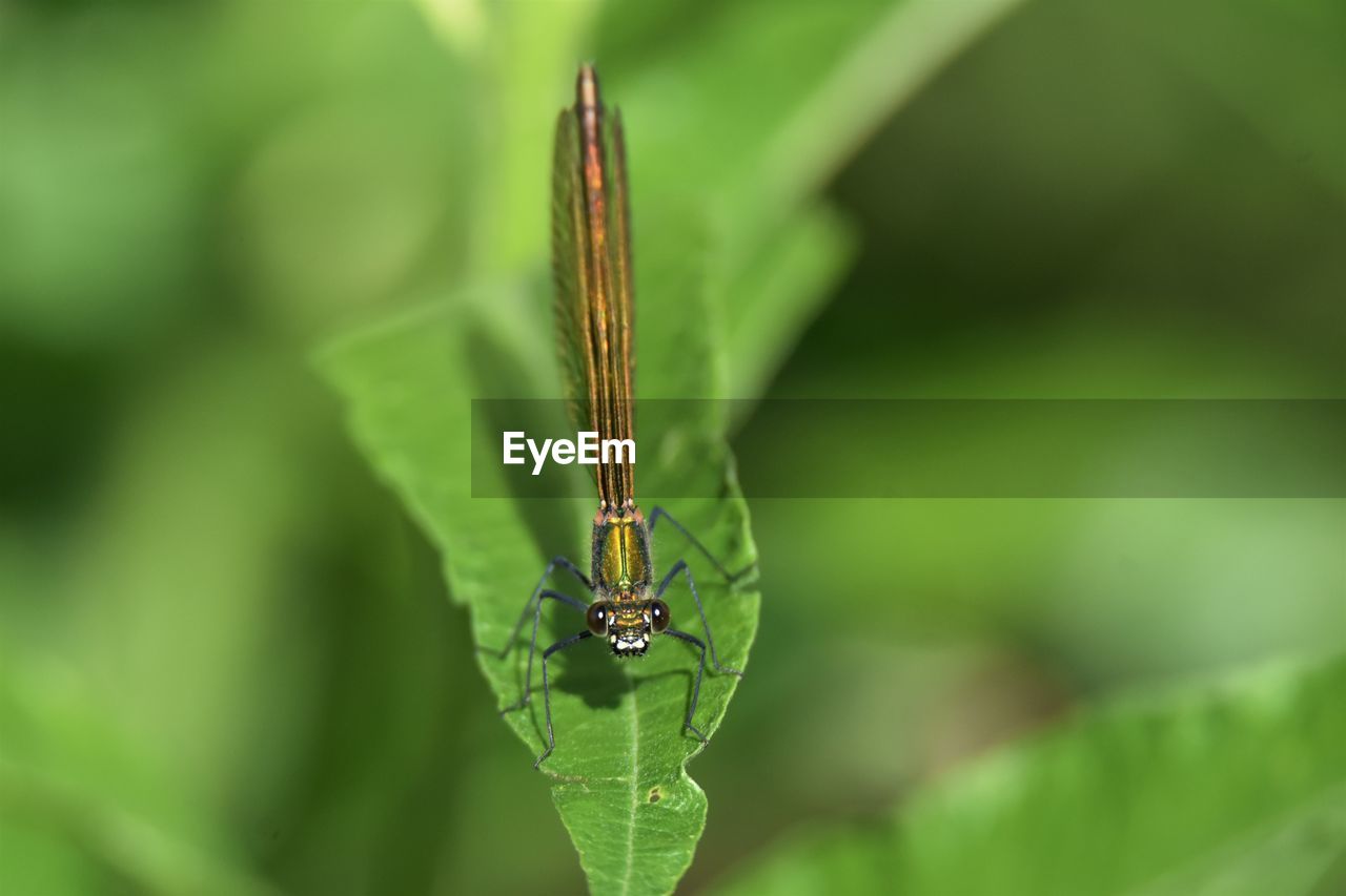 Close-up of dragonfly on leaf