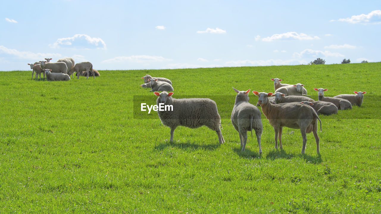 HORSES IN A FIELD