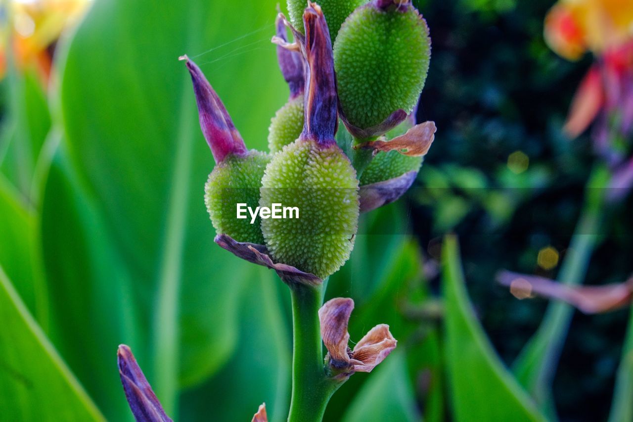 Close-up of purple flowering plant