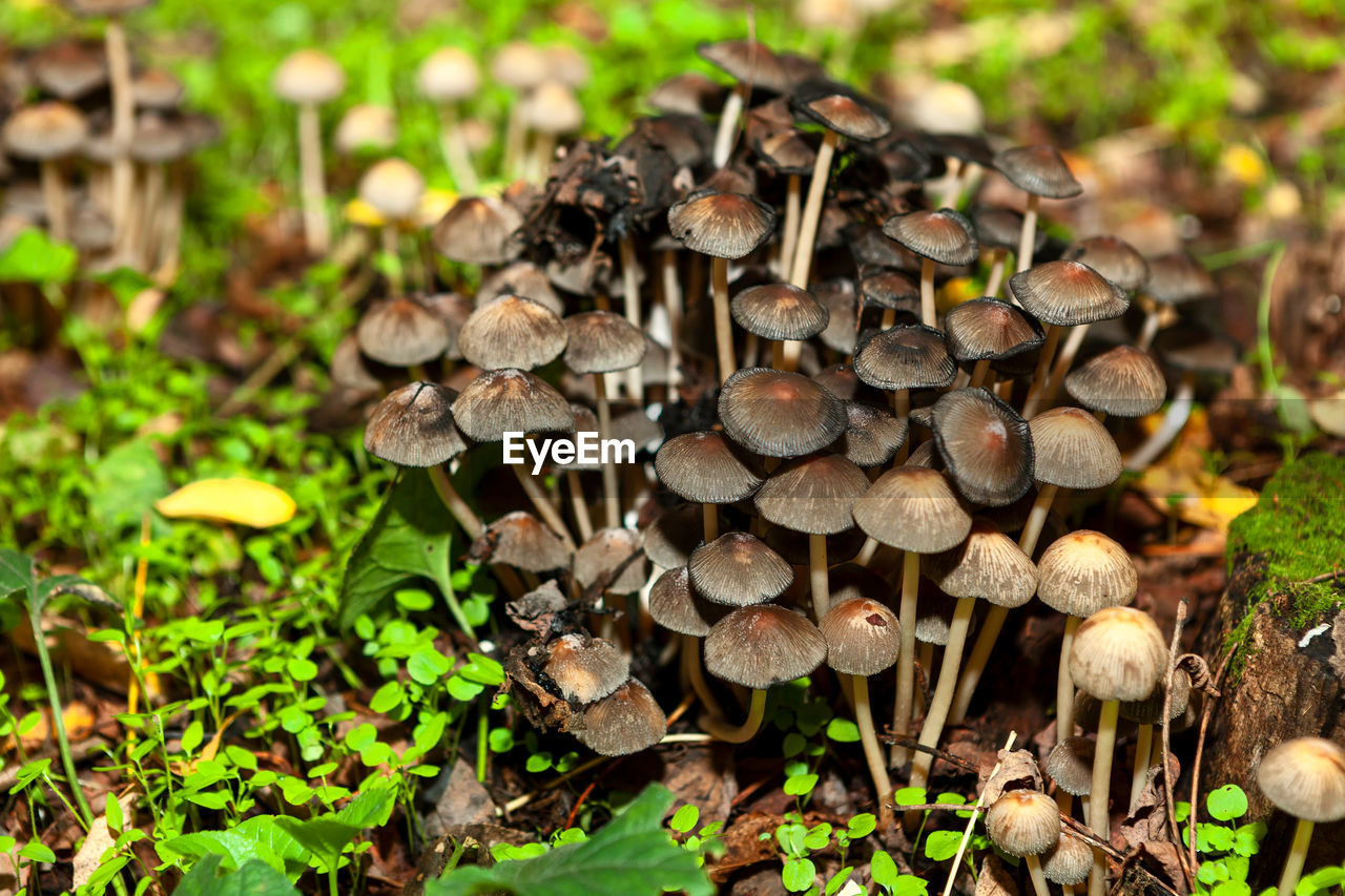 Mushrooms in the forest during the autumn