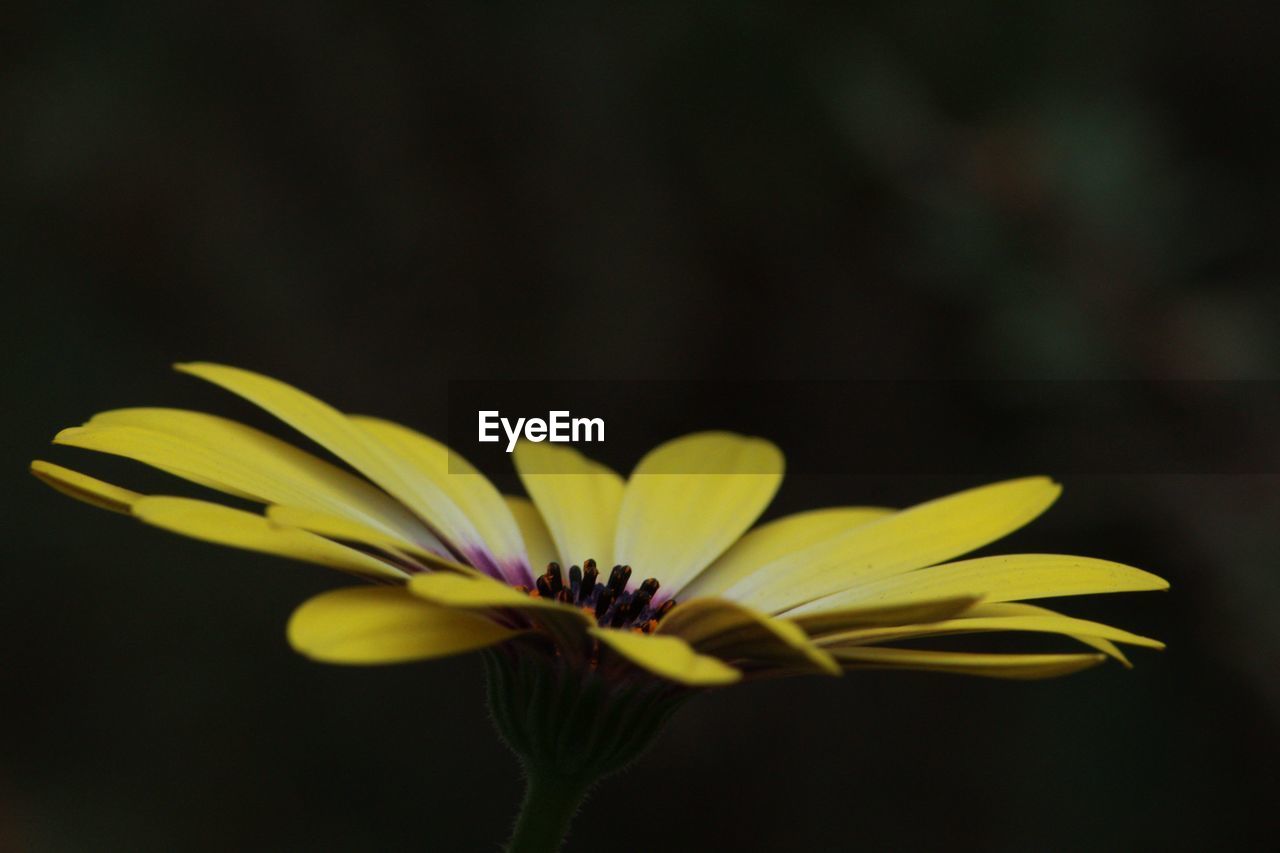 Close-up of yellow flower blooming outdoors