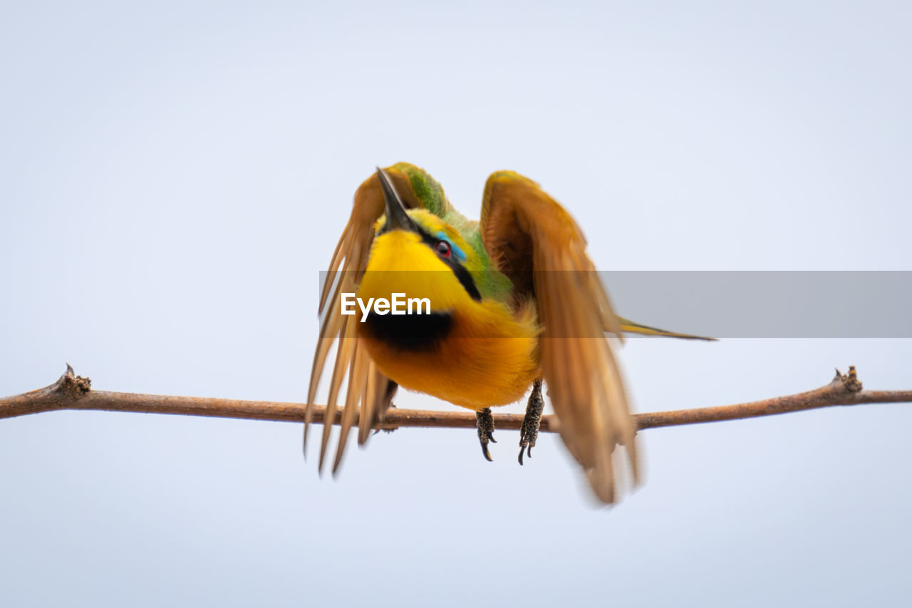 low angle view of bird perching against clear sky