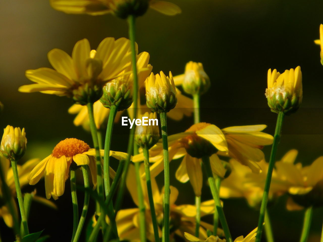 CLOSE-UP OF YELLOW FLOWERING PLANTS GROWING ON FIELD