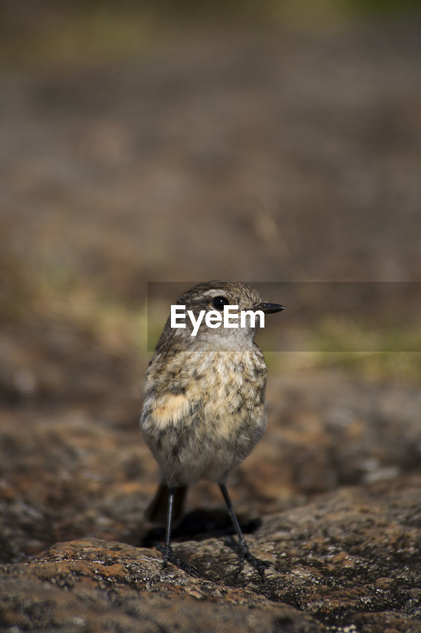 close-up of bird perching