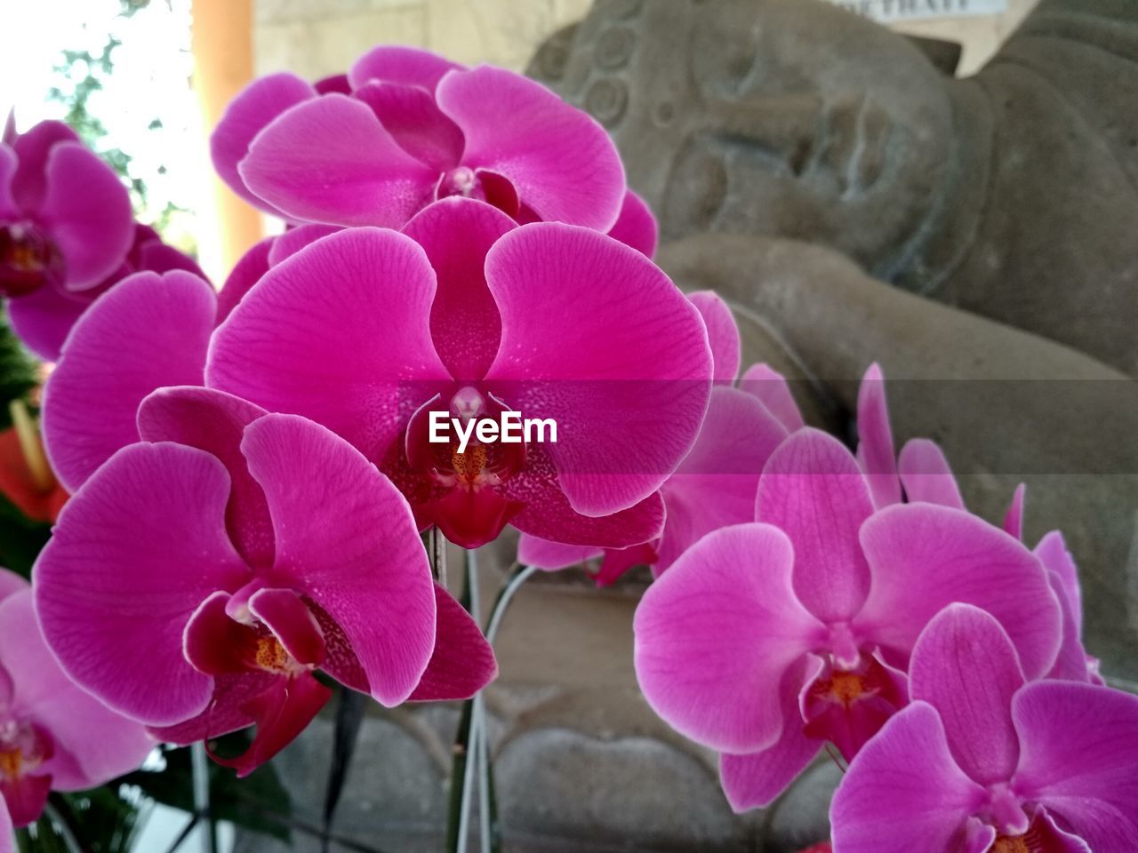 CLOSE-UP OF PINK ORCHID FLOWERS