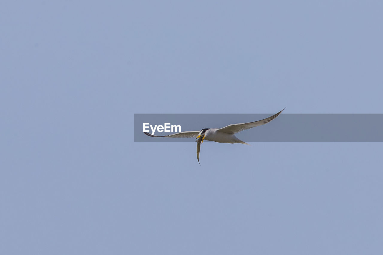 Low angle view of bird with prey flying in clear sky