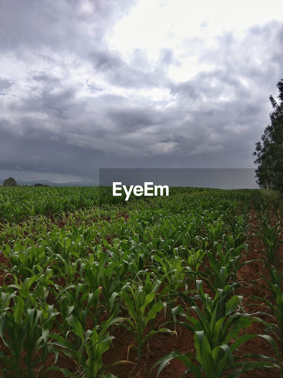 Scenic view of field against cloudy sky