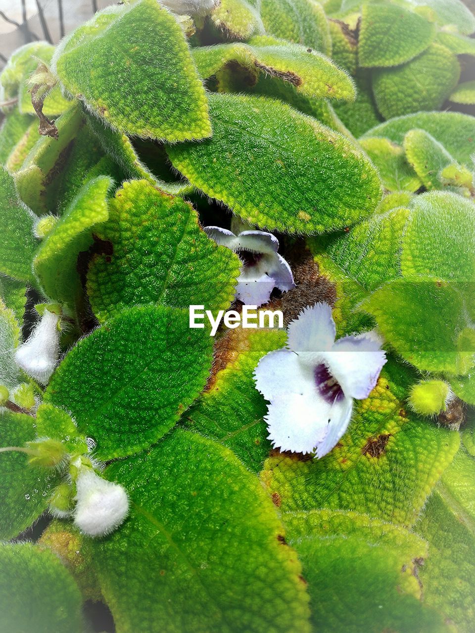 Flowers blooming on plants in garden