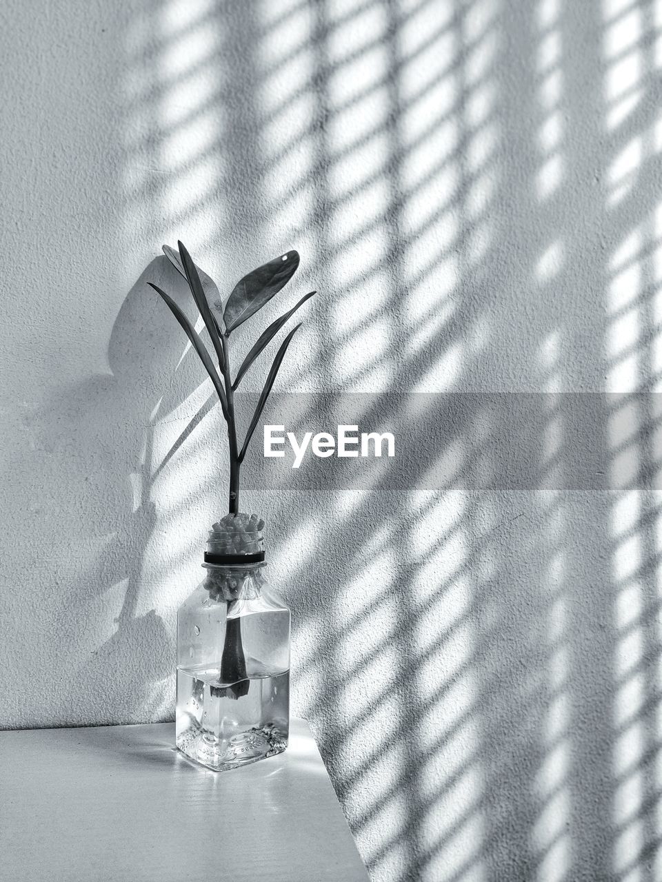 Black and white photograph of a clear vase with plants on the table illuminated by sunlight