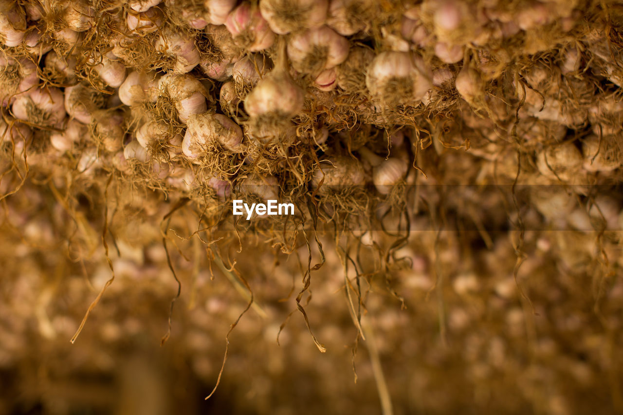 CLOSE-UP OF WILTED PLANTS ON FIELD