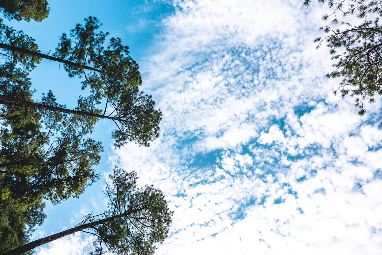 Low angle view of trees growing against sky