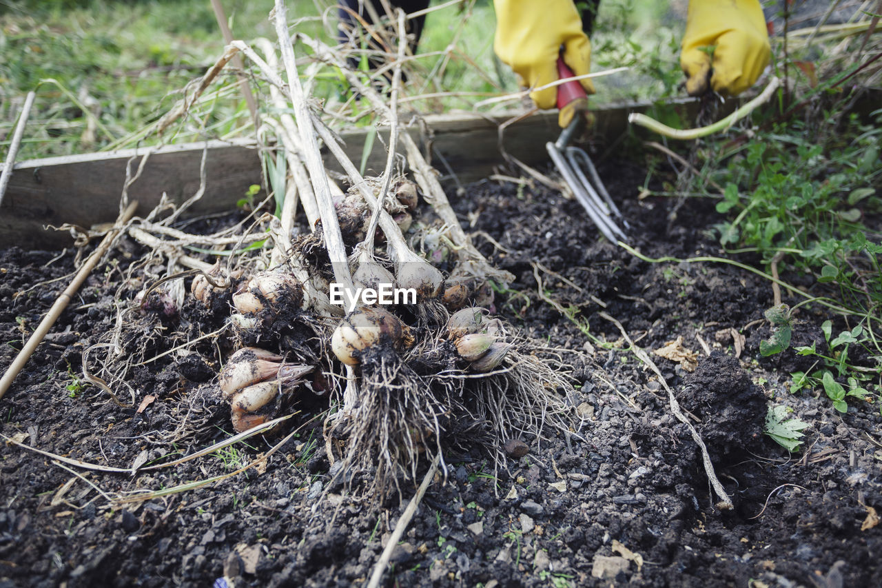 High angle view of garlic growing on field