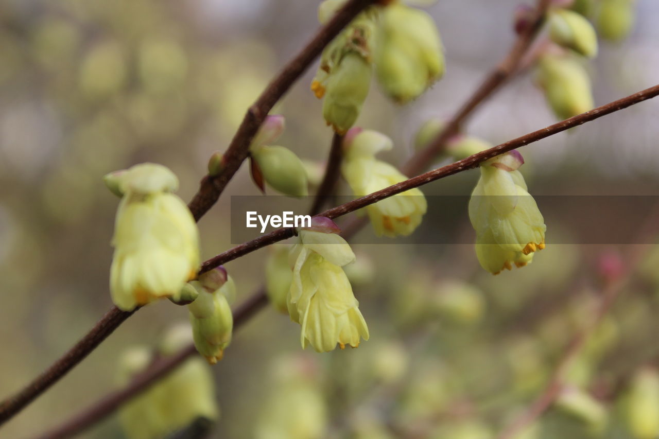 Close-up of yellow flowering plant