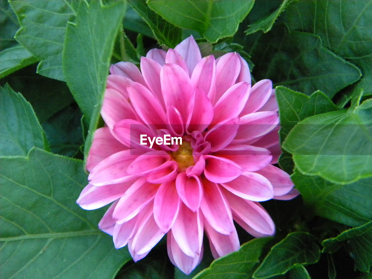 DIRECTLY ABOVE SHOT OF FLOWER GROWING OUTDOORS