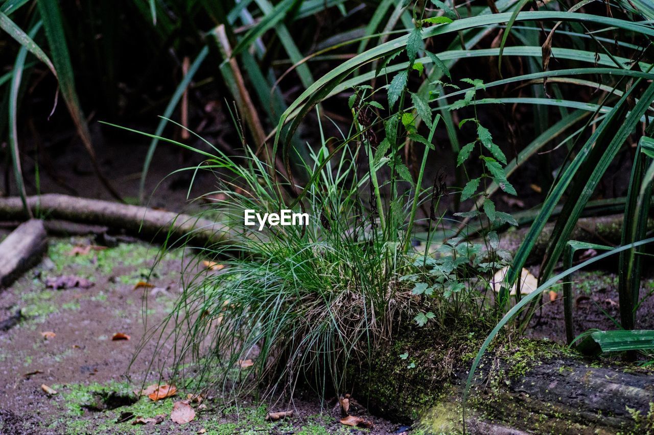 PLANTS GROWING ON TREE