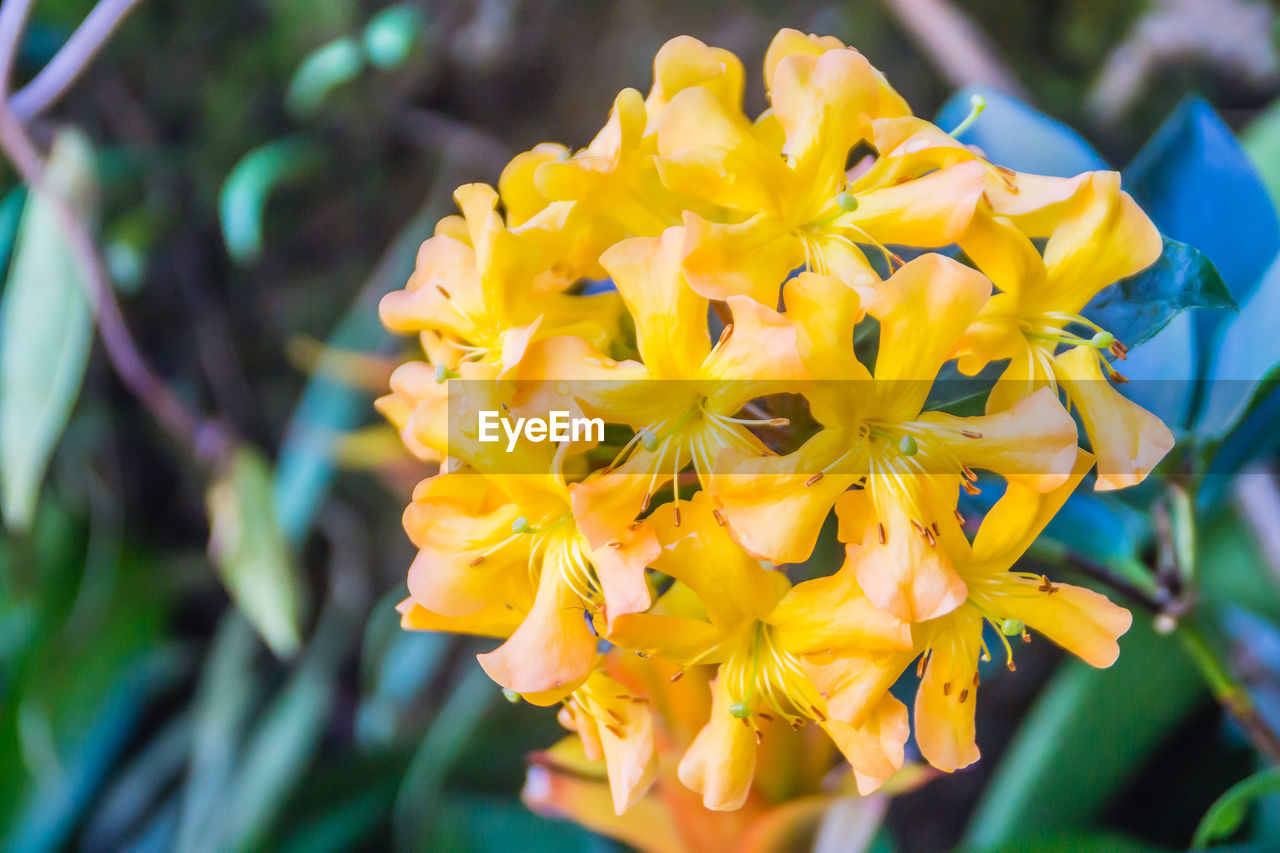 CLOSE-UP OF YELLOW FLOWER