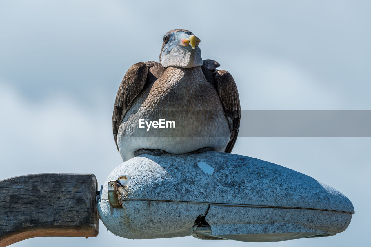 Low angle view of pelican on rock in water