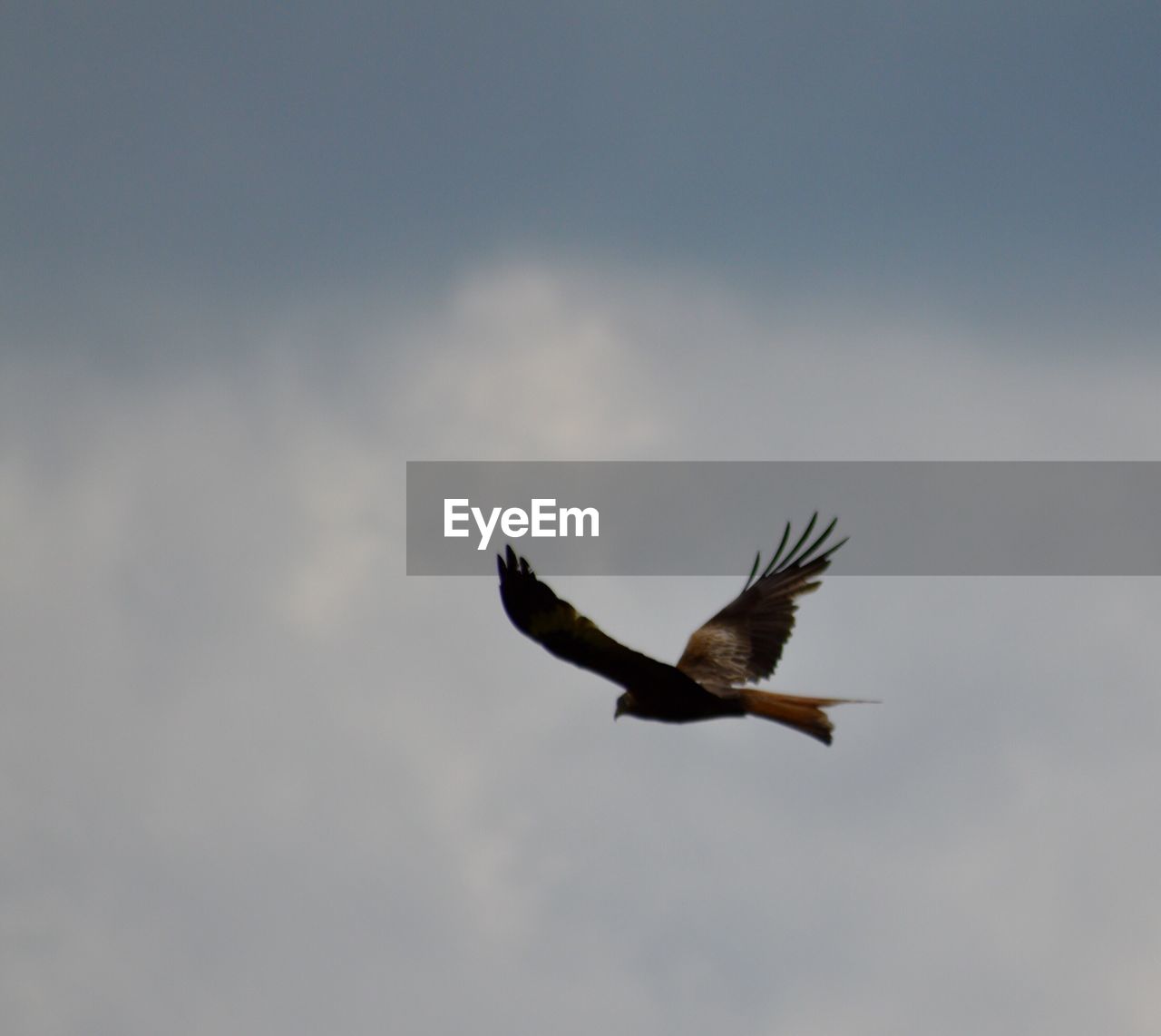 LOW ANGLE VIEW OF HAWK FLYING AGAINST SKY