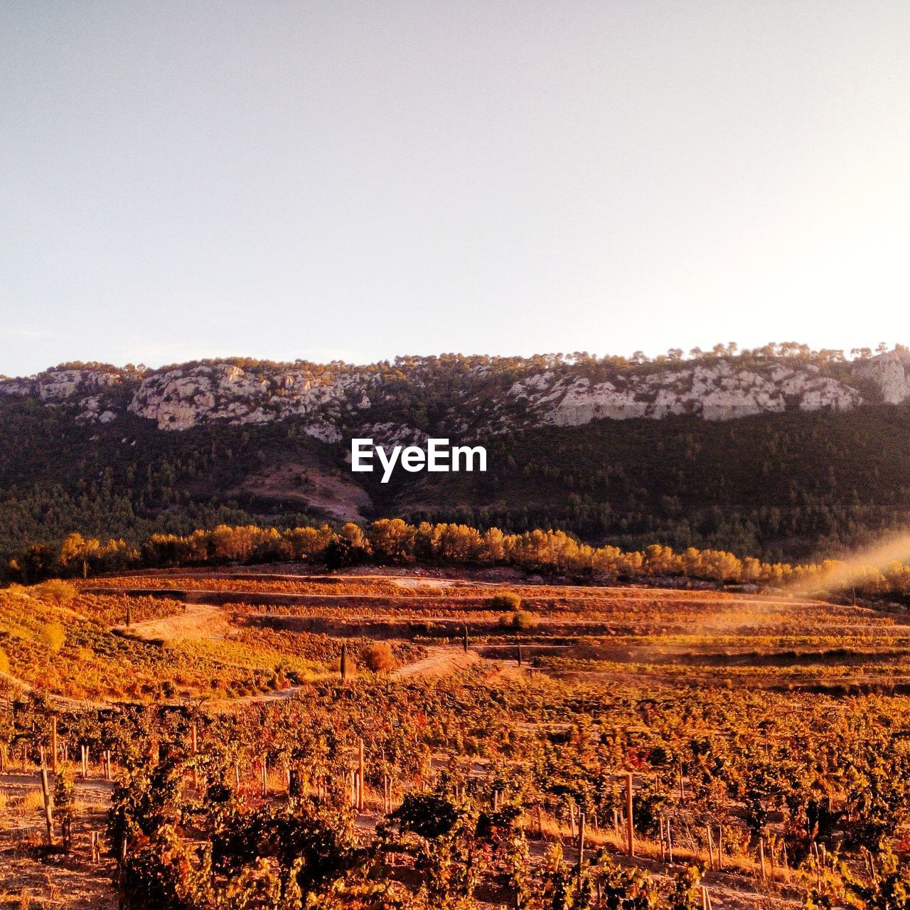 Scenic view of field against clear sky