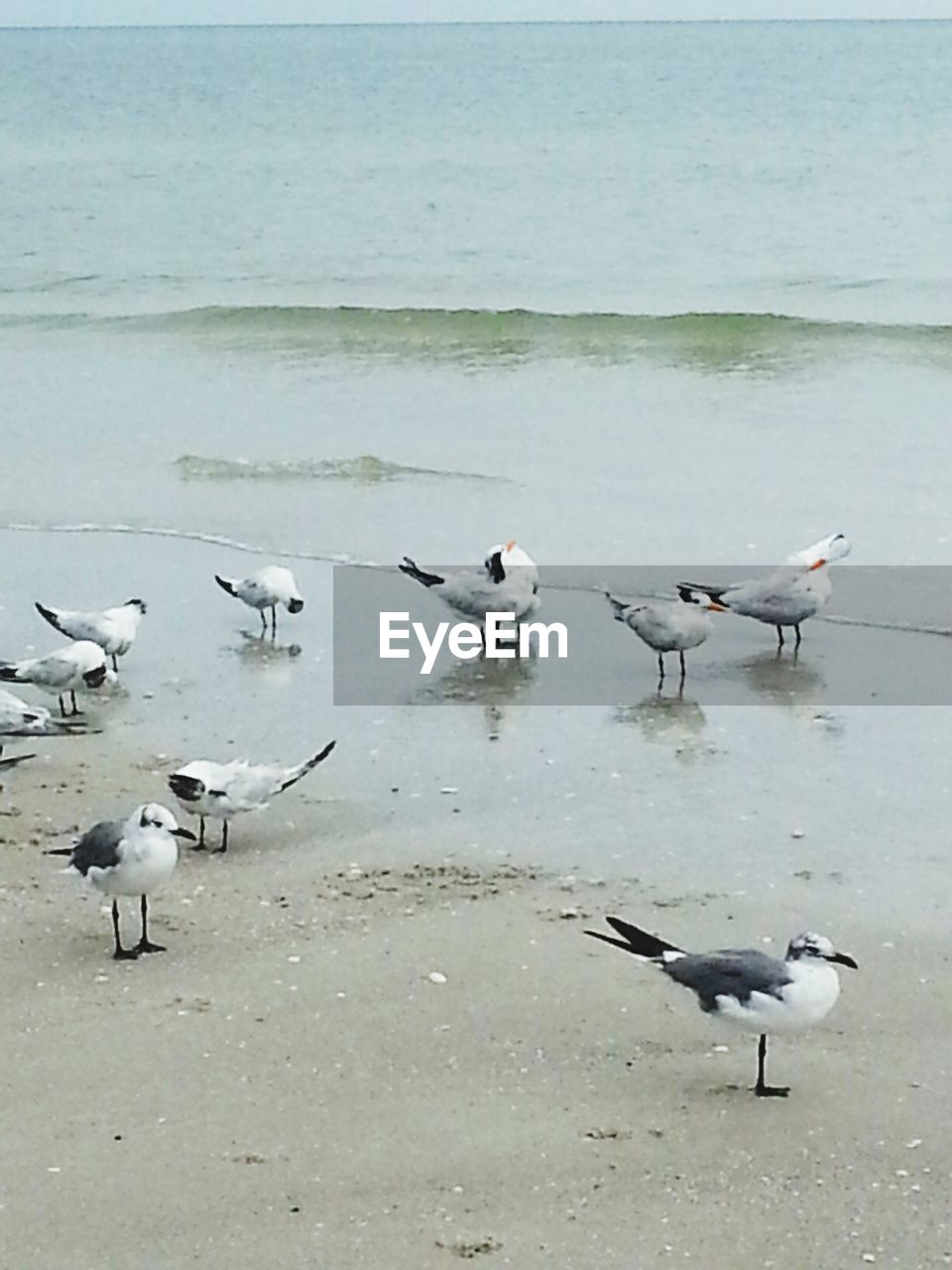 SEAGULLS FLYING OVER SEA