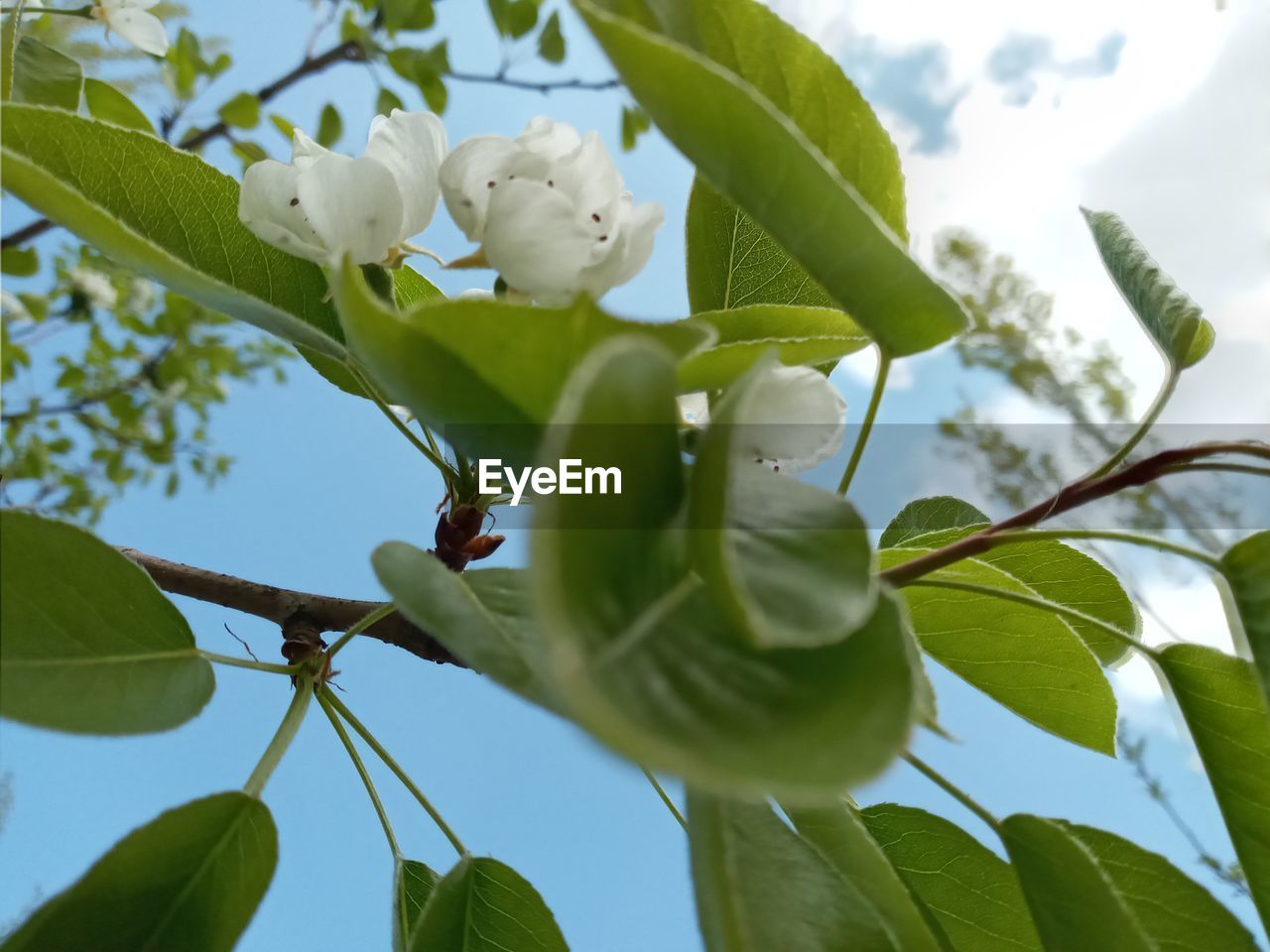 CLOSE-UP OF WHITE FLOWERING PLANT AGAINST SKY