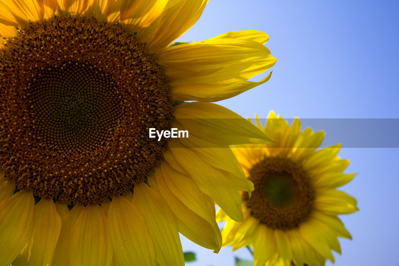 Close-up of sunflowers blooming outdoors
