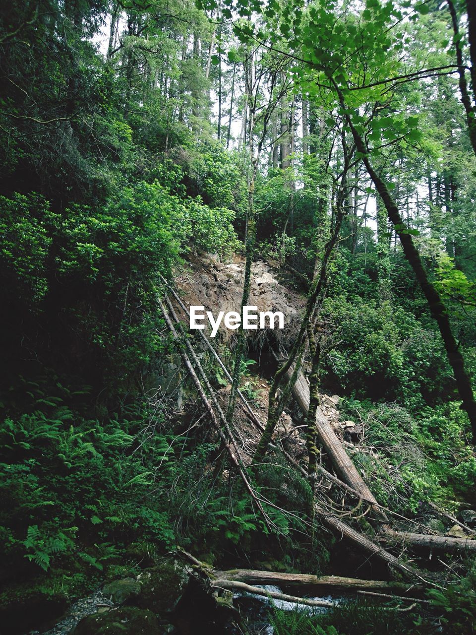 VIEW OF TREES IN FOREST