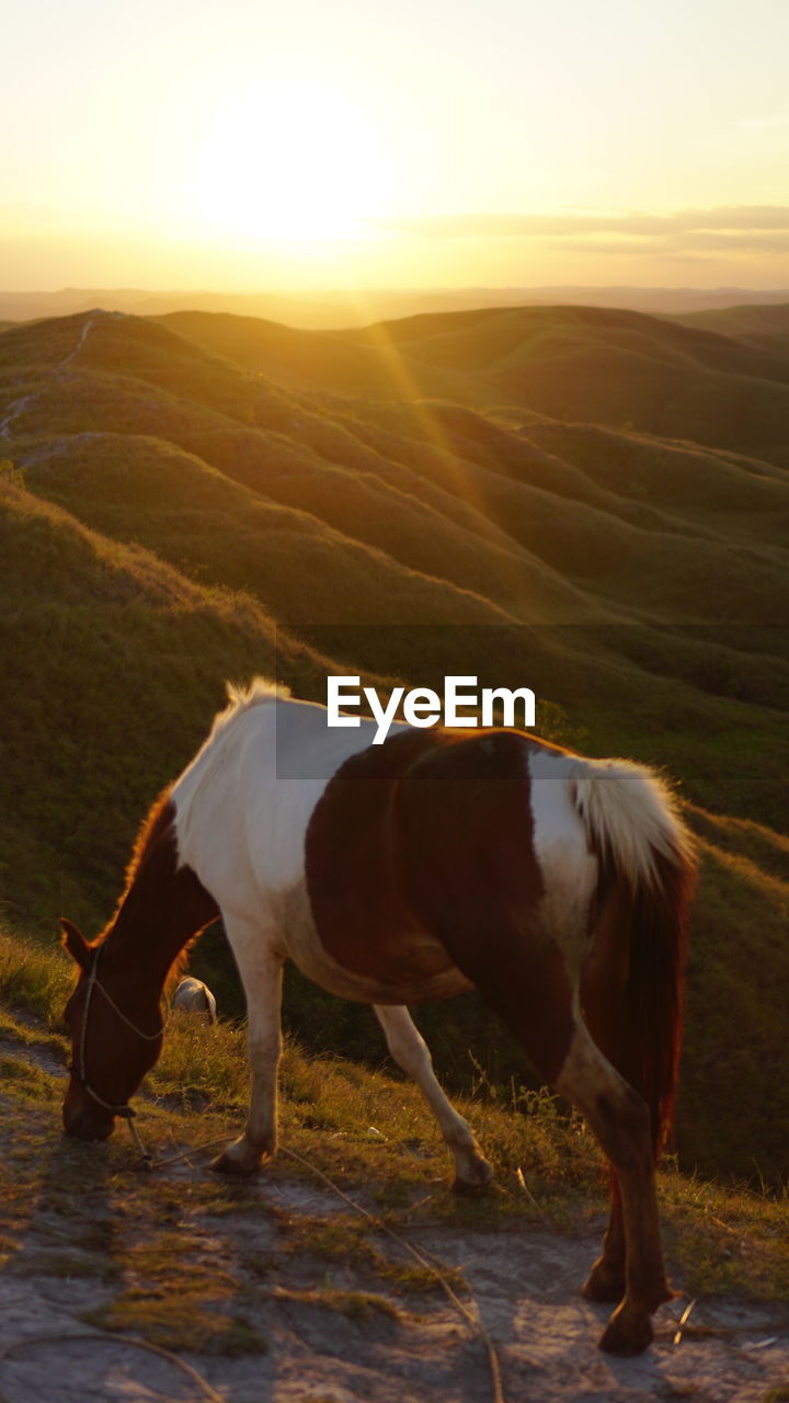 Horse in the hill, sumba island