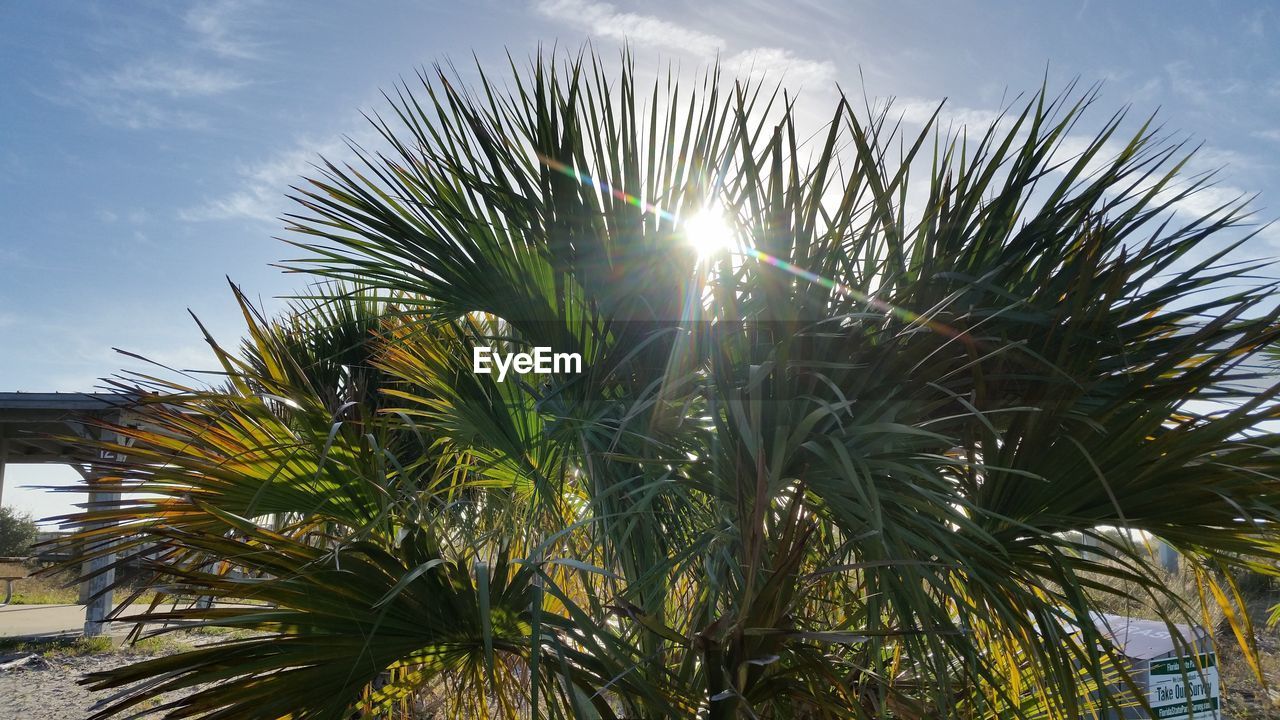 Low angle view of sunlight streaming through palm tree