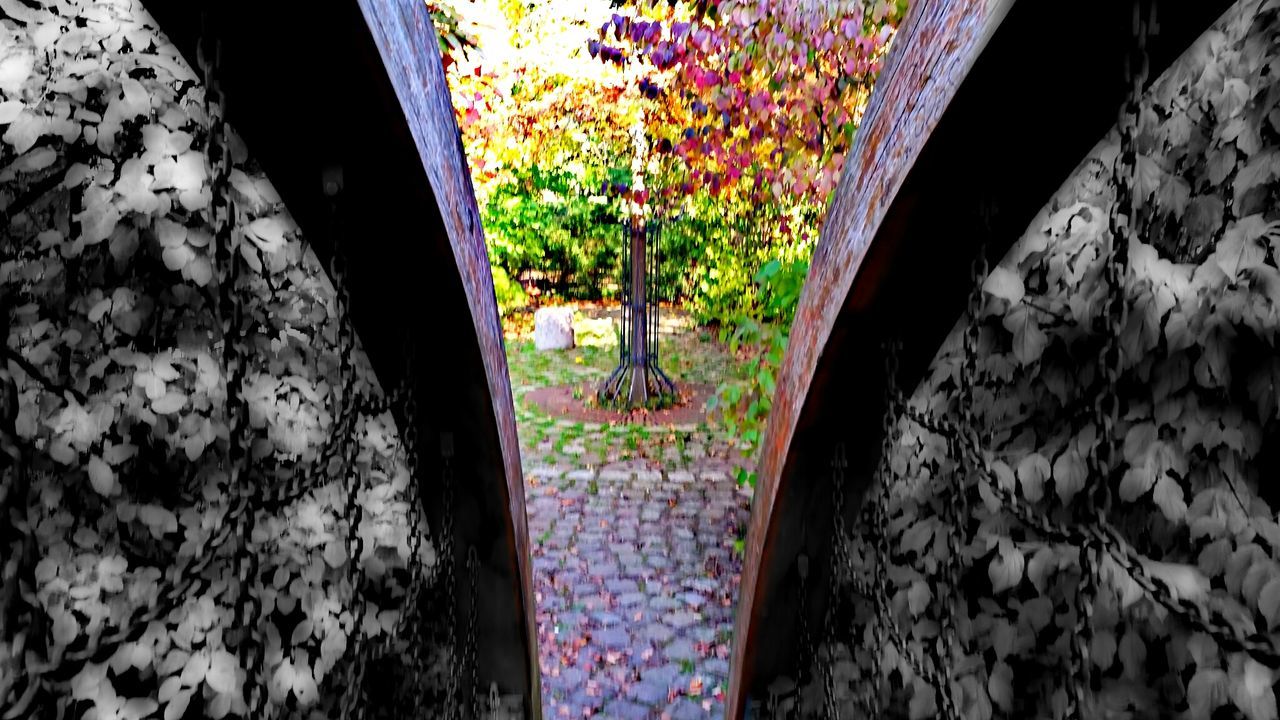 Trees seen from wooden structures in park