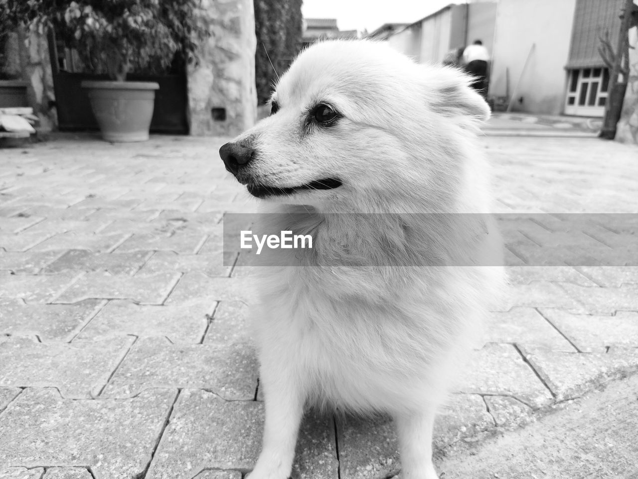 DOG LOOKING AWAY ON STREET